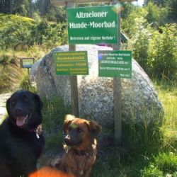 Nachdem unsere Gegend und speziell das Gebiet
rund um den Teich sehr moorreich ist,
wurde der Teich als 1. Hunde-Moor-Badeteich
vom Kirchenwirt öffentlich frei zugängig gemacht.