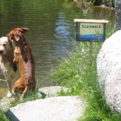 Unter dem Motto
was dem Herr´l gut tut,
das kann seinem Hund nicht schaden
ist ein Hundebadeteich in Altmelon entstanden.